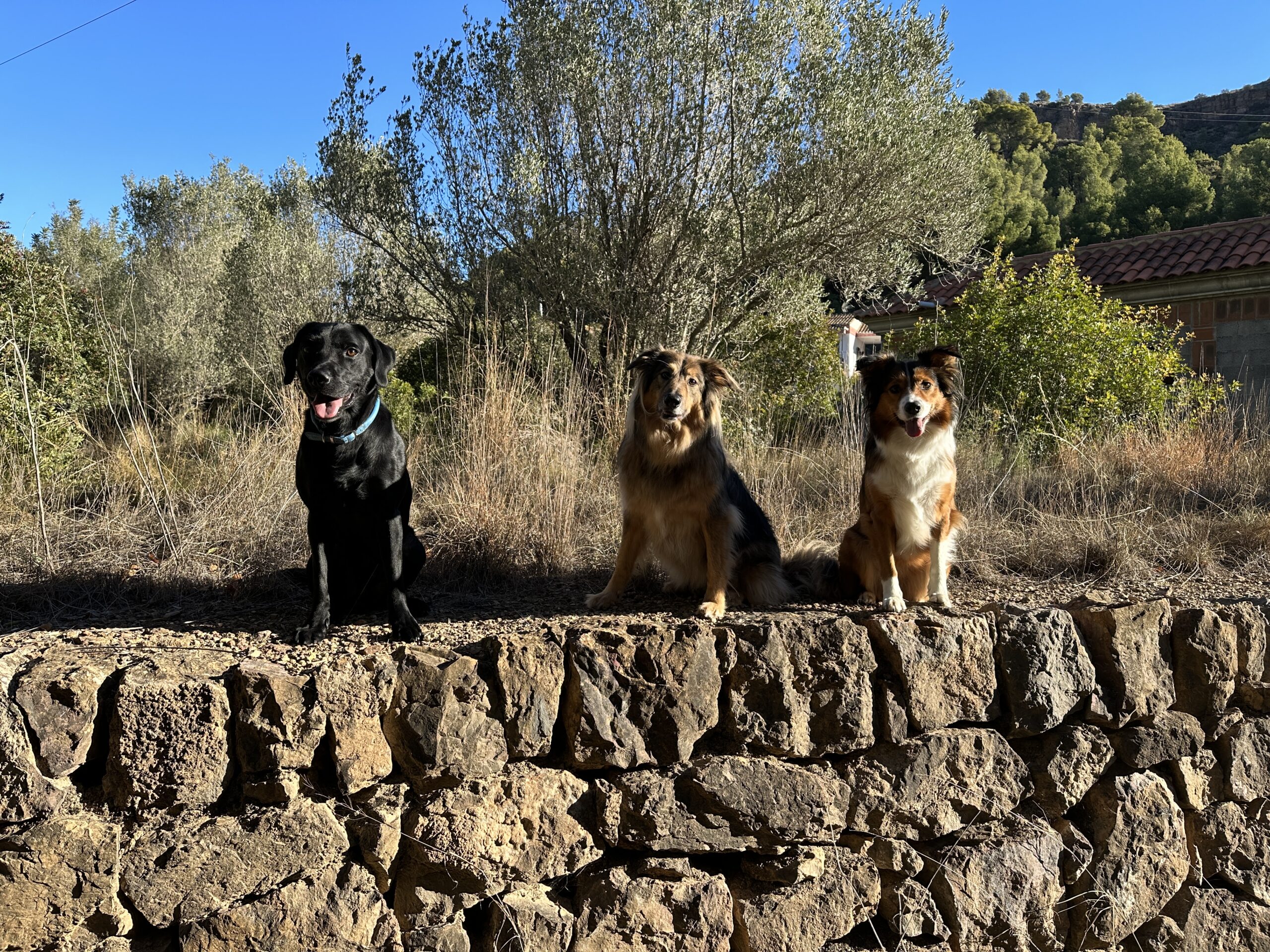 Day 2 – Dog Trainer and her dogs in Valencia