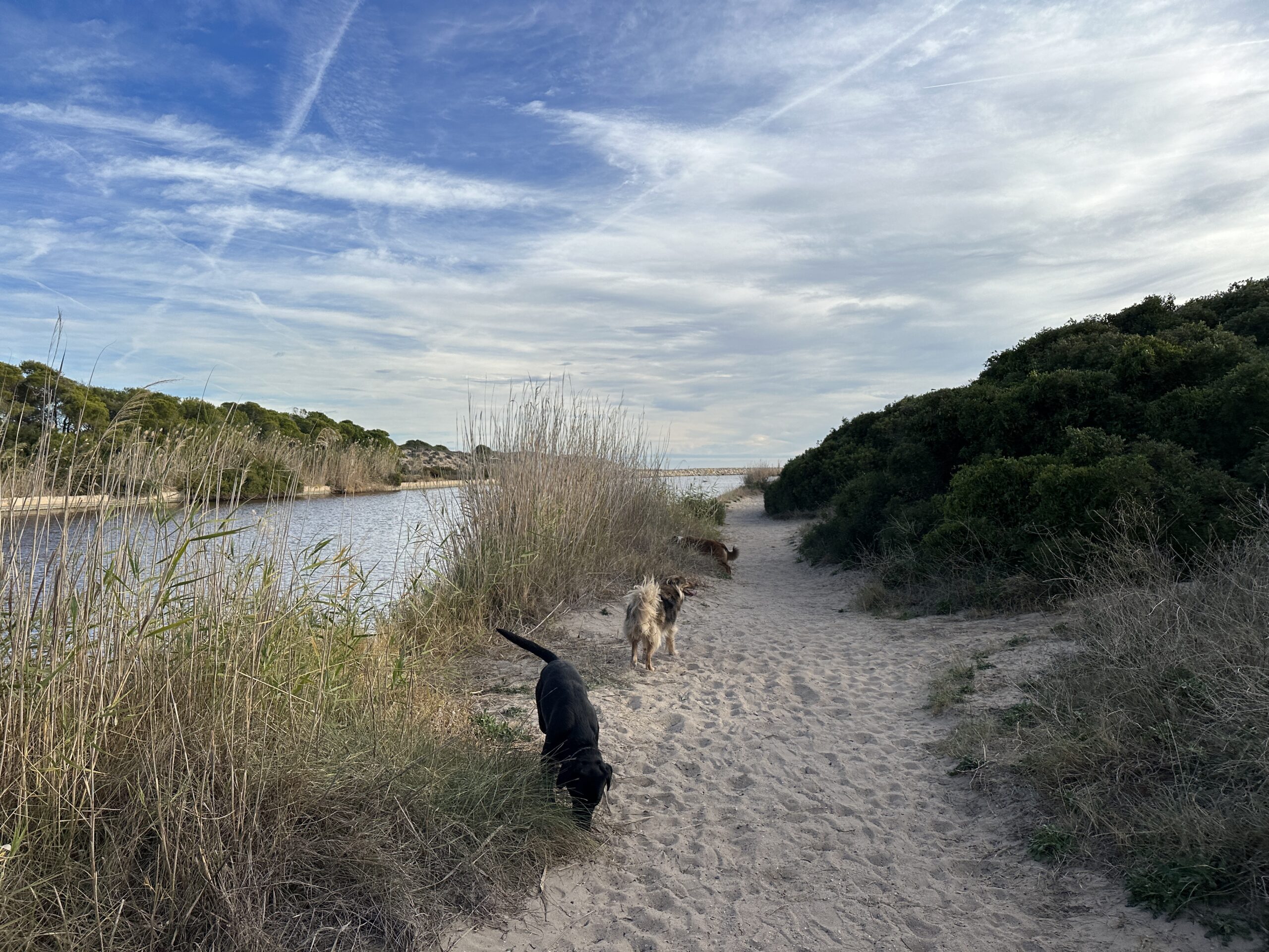 Day 3 – Dog trainer & dogs in Valencia