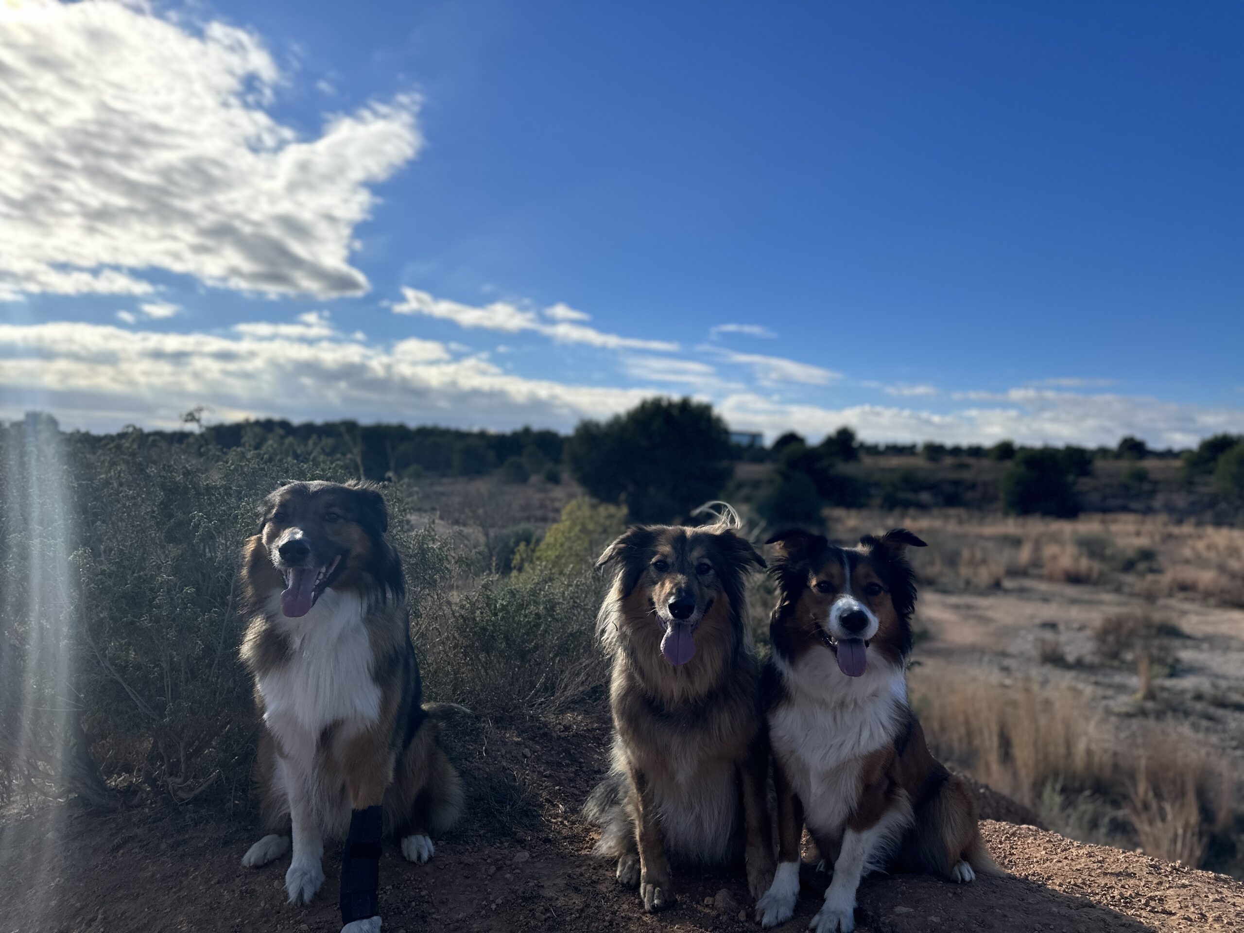 Day 18 – Dog Trainer and her Dogs in Valencia