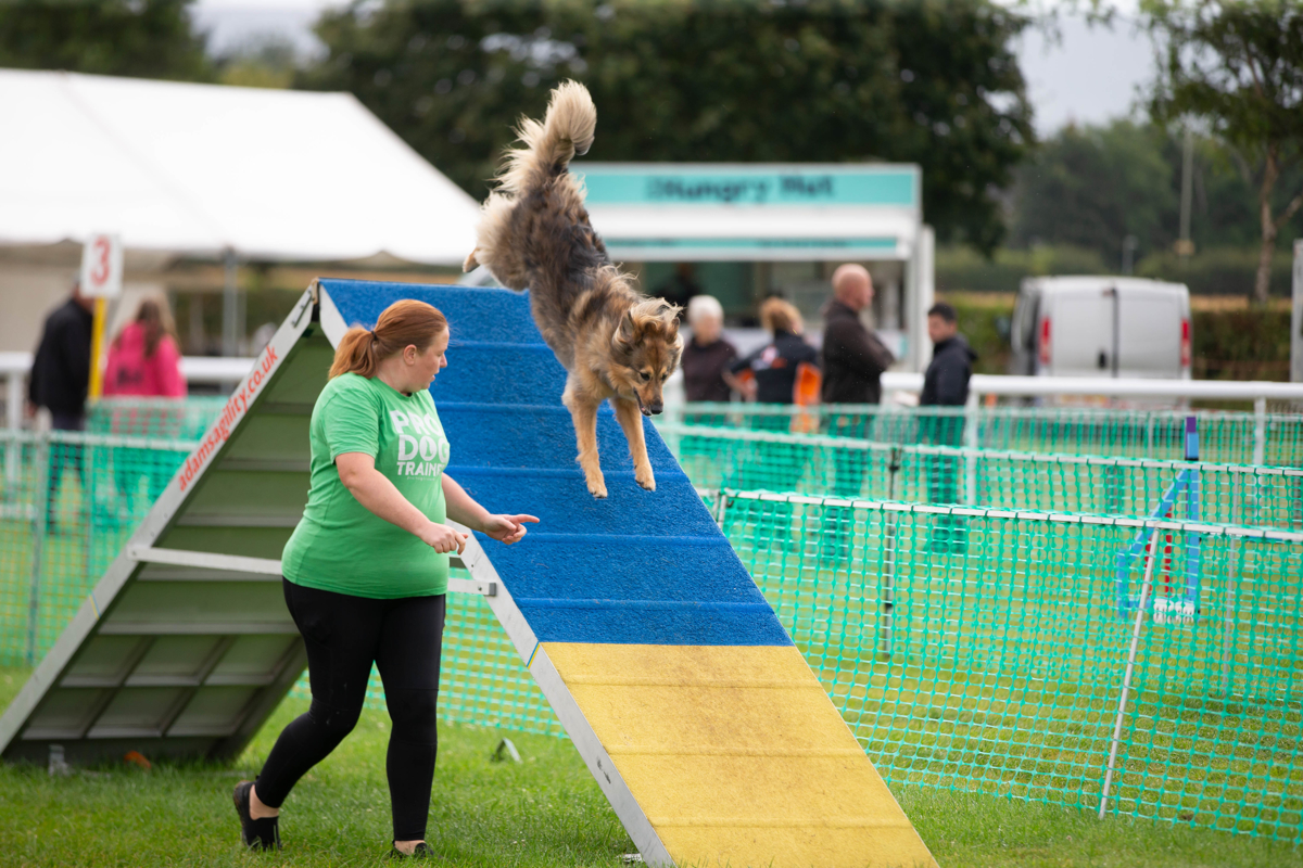 Izzy, an English Shepherd, running down the A-frame during agility competition with Christine Cable, dog trainer at Fresh Start Dog Training. Demonstrating agility skills and handler teamwork.