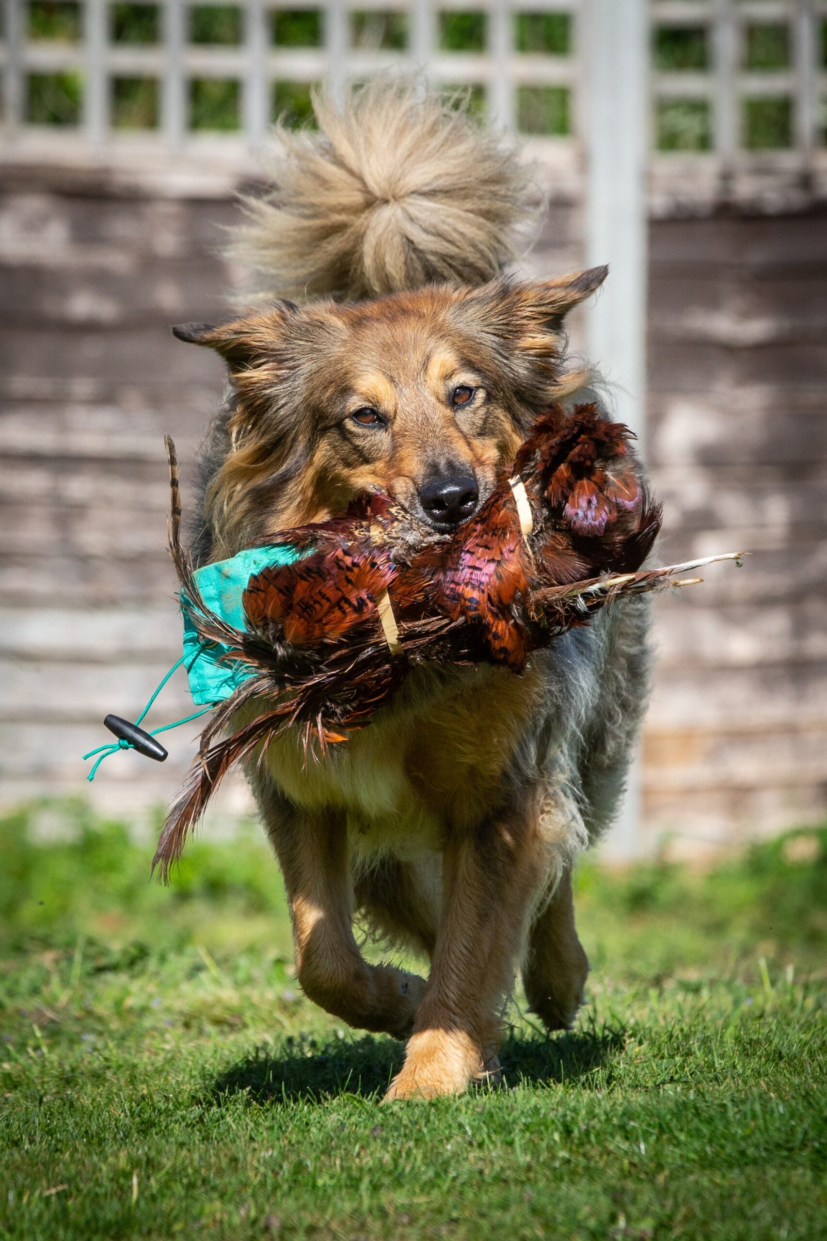 Gundog Training: Why It’s Not Just for Working Dogs (And Why It Might Be Perfect for Yours)