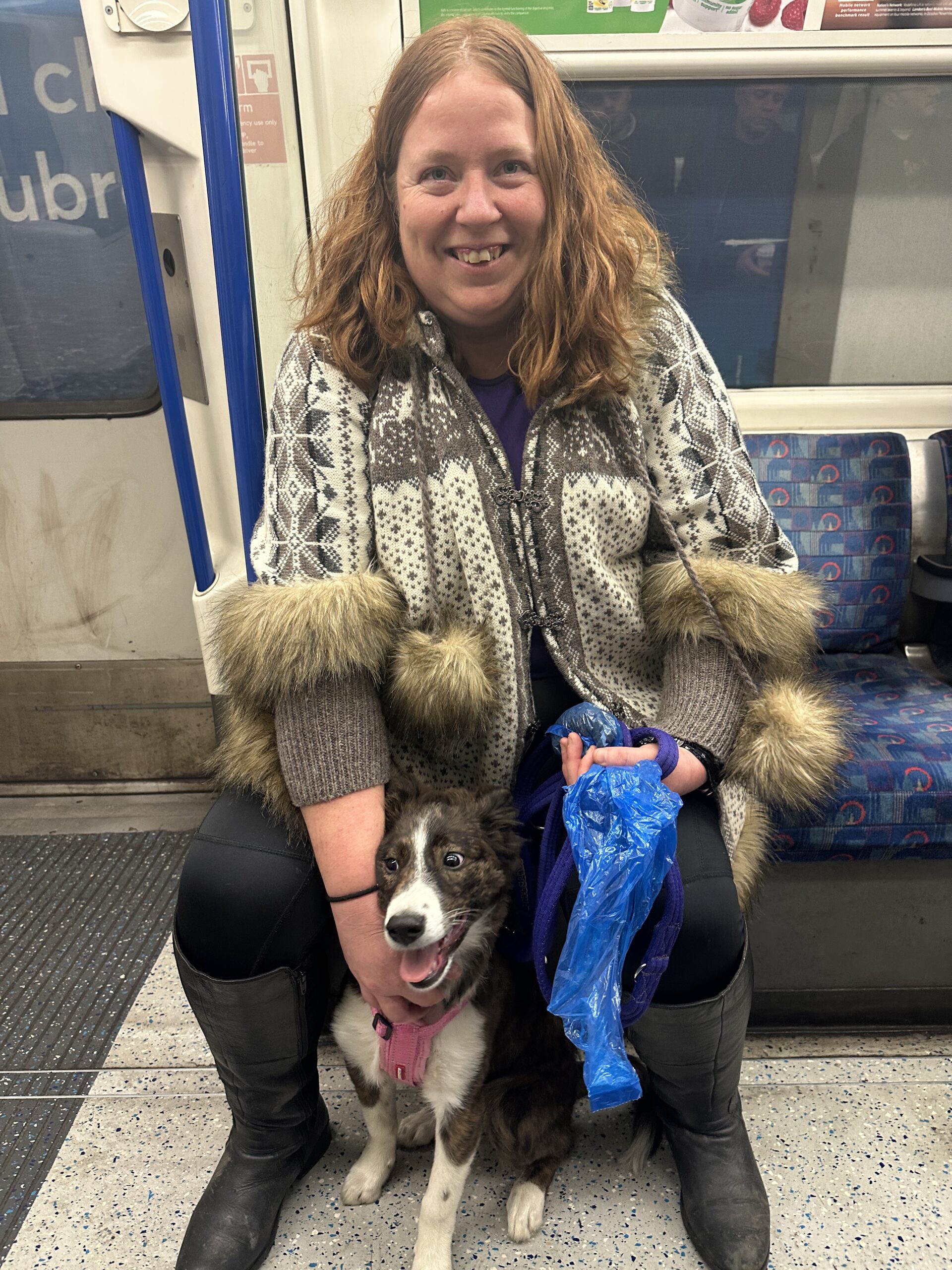Christine Cable, dog trainer and behaviourist, sits on a tube training Trixie, an English Shepherd, comfortably nestled between her feet, receiving a gentle chest stroke during assistance dog training.