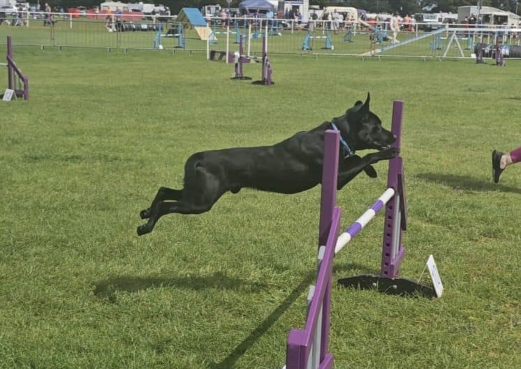Black Labrador mid-jump during an agility competition on grass in spring weather