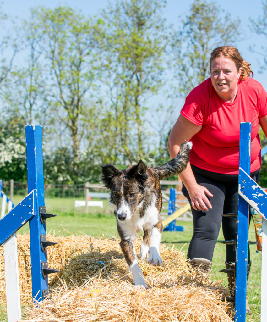 A woman in a red shirt guides a young dog over a straw bale jump during an outdoor puppy training session in Northamptonshire.