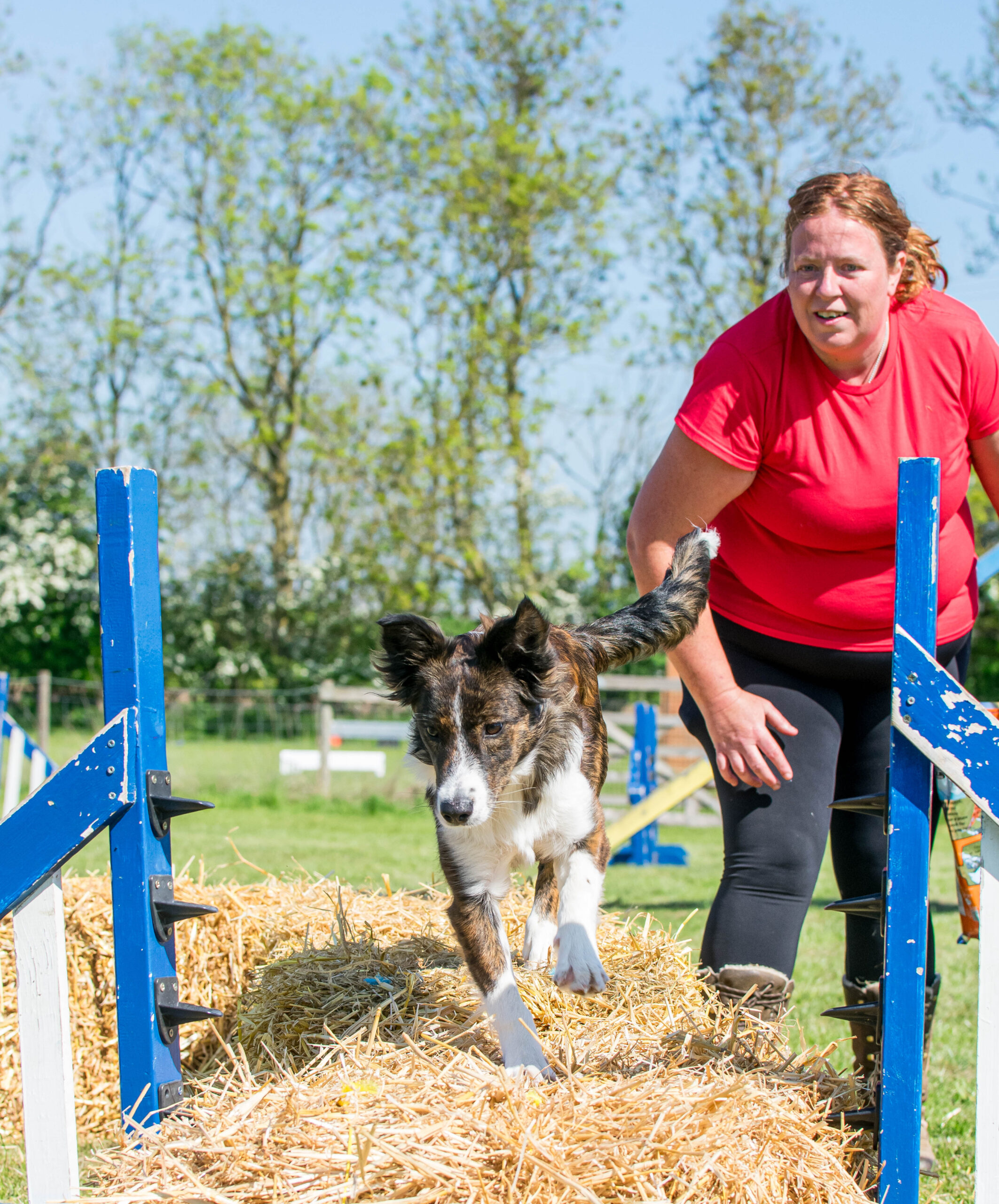 Young dog practising agility foundation skills with a female trainer during a puppy training class near Northampton.