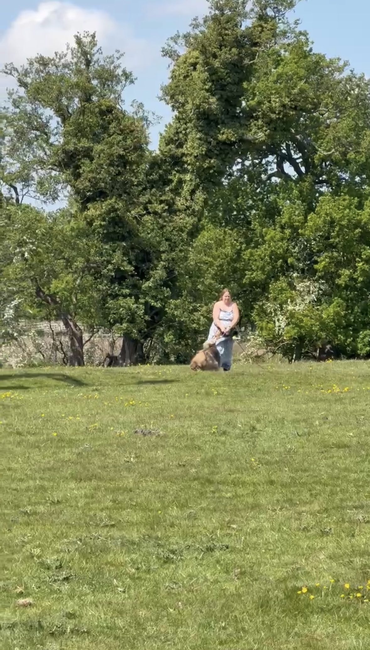 Why Tracking and Nosework Are Game-Changers for Reactive and High-Drive Dogs