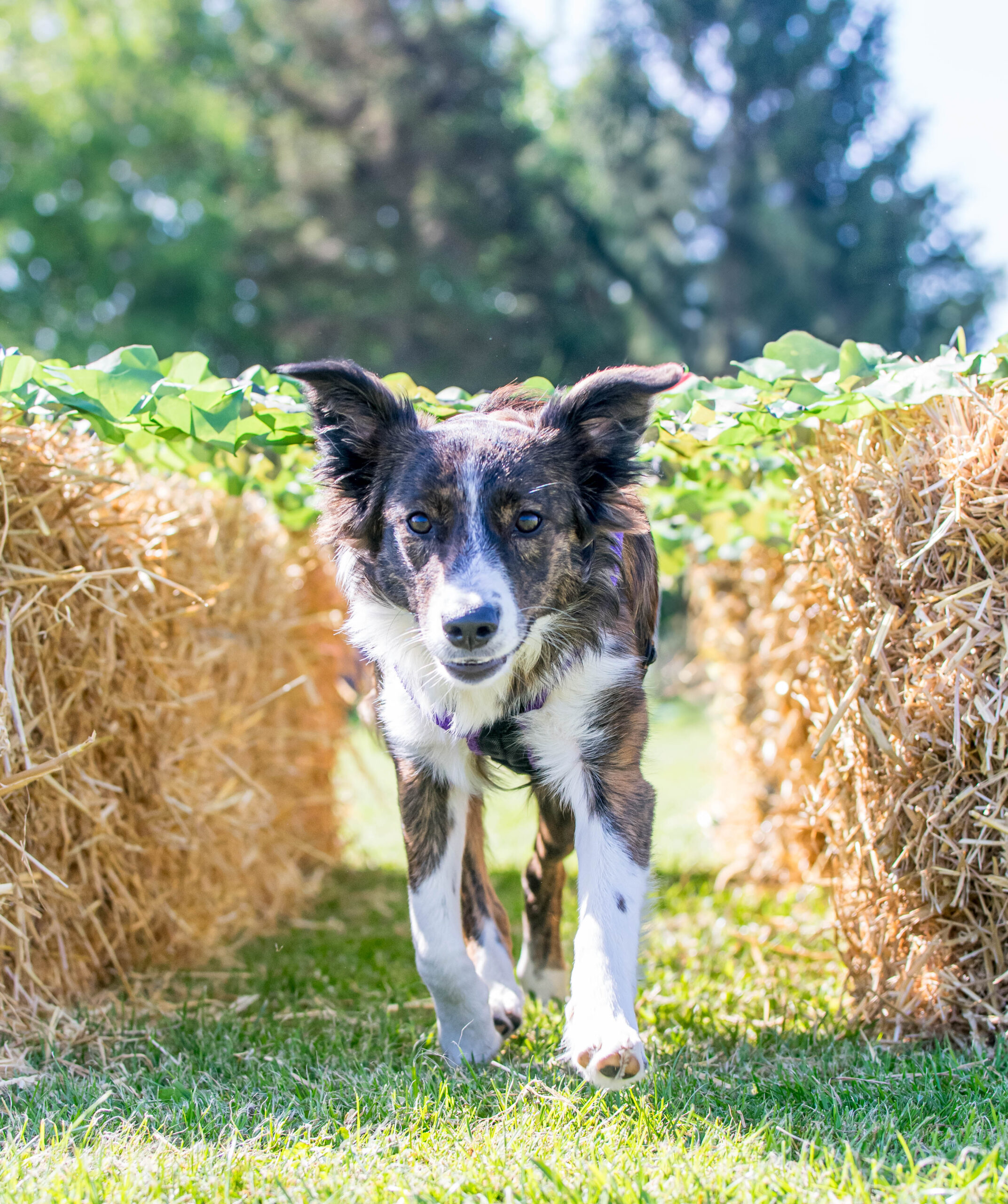 “Trixie, a puppy, running through a tunnel made of hay bales with a camouflage net overhead in an agility course.”
