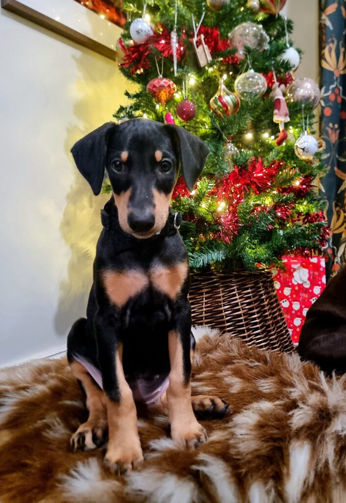 Doberman puppy in training highlighting dog breed stereotypes and human assumptions