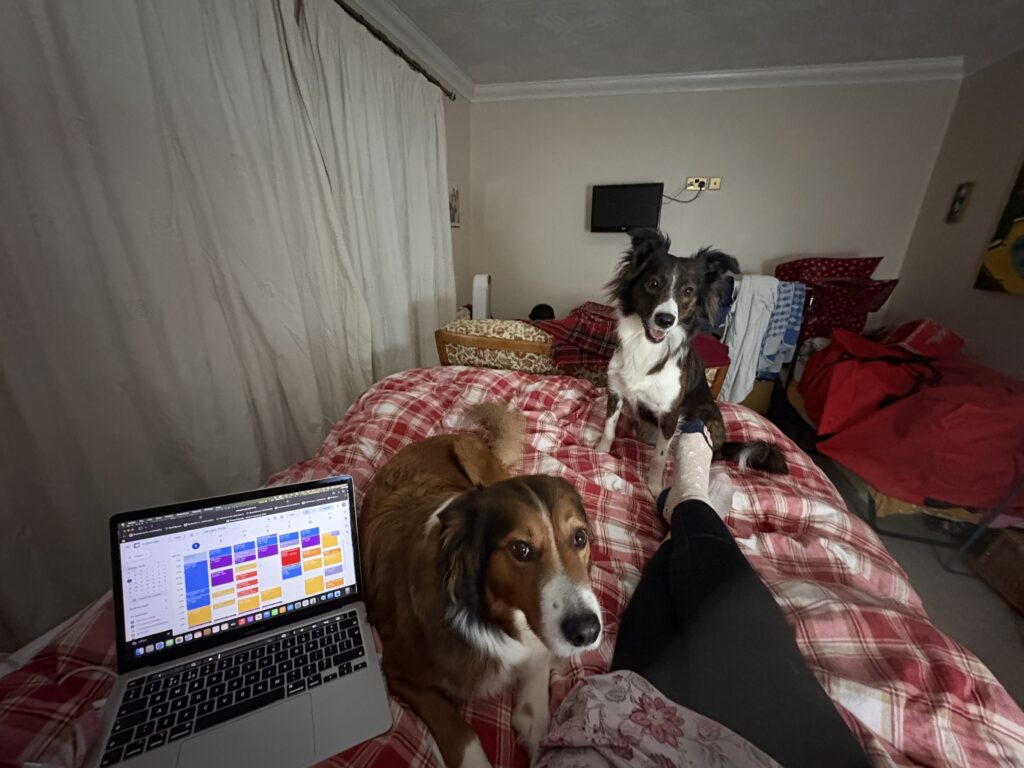 Two relaxed dogs settling calmly on a bed in a different house while Christine works on her laptop, showing how flexible dogs can cope in new environments.