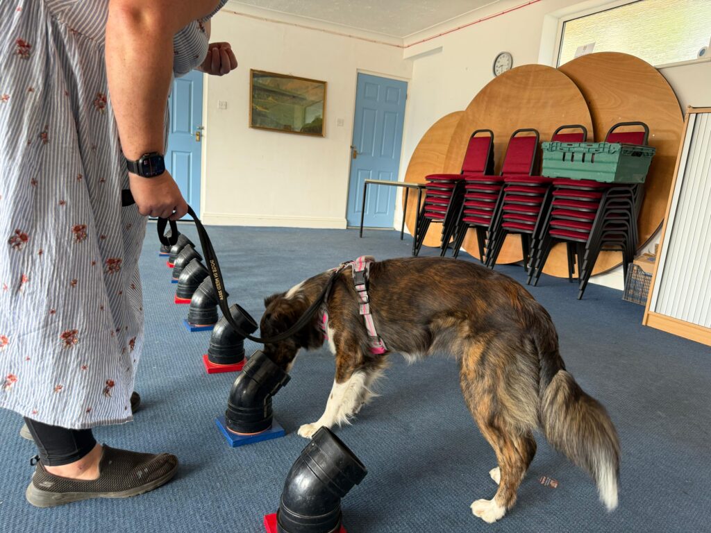 Trixie enjoying a scent work training session